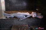Dolls Castle_Rabby 168CM A Cup Doll_Big Rabbitie_AllYourDolls (7)
