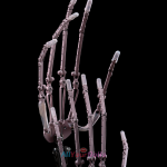 [Free]Articulated Finger Joints