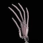 Articulated Fingers
