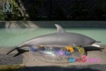 Dolphin Silicone Fur Fapdolls