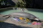 Dolphin Silicone Fur Fapdolls