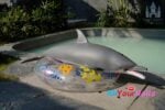 Dolphin Silicone Fur Fapdolls