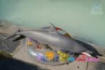 Dolphin Silicone Fur Fapdolls
