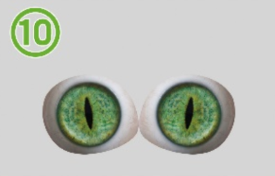 10-Strip-shaped pupil