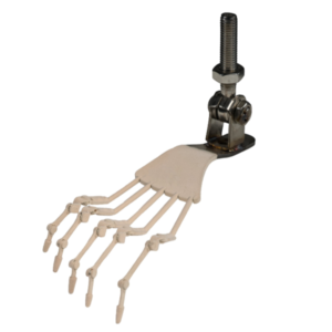 Articulated Toes Joints